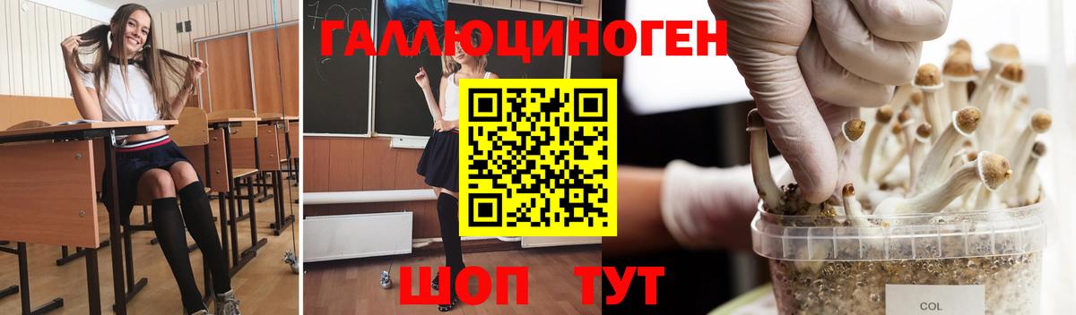 Галлюциногенные грибы Psilocybe Горячий Ключ